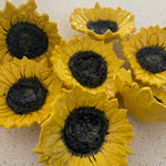 Sunflower sasy