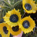 Sunflower sasy